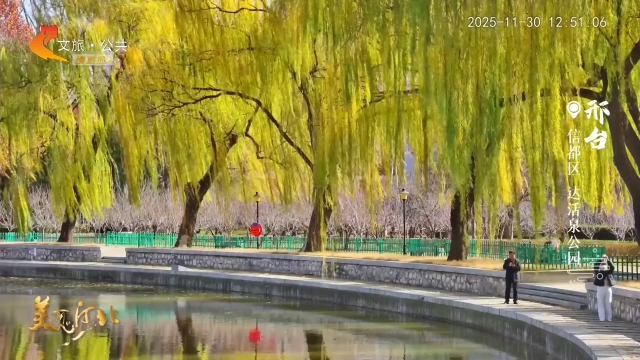 美丽河北慢直播丨金柳漾波随风摆，快来达活泉邂逅惬意时光 正午 2025/11/30#这么近，那么美，周末到河北