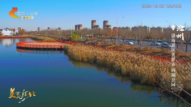 美丽河北慢直播丨西湖的风，吹起芦苇与蓝天的浪漫私语 沧州 正午2025/12/03#这么近，那么美，周末到河北