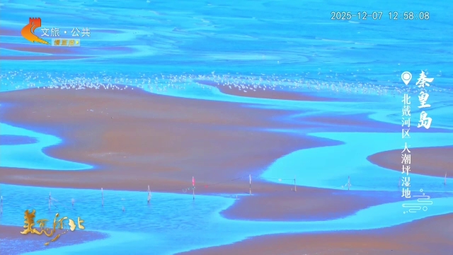 美丽河北慢直播丨大潮坪观鸟浪~体验一场自然生态的盛宴！秦皇岛 正午 2025/12/07 #这么近，那么美，周末到河北