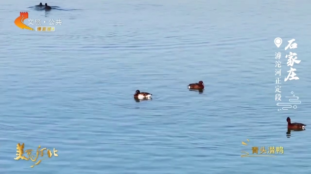 美丽河北见证官吴长新作品欣赏丨晨光映晓天，鸟踏碧波栖滹沱