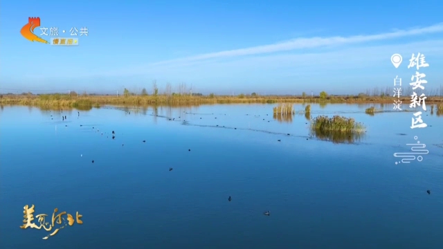 美丽河北慢直播丨白洋淀万顷碧波间，邂逅冬日精灵自在游弋 正午 2025/12/08#这么近，那么美，周末到河北