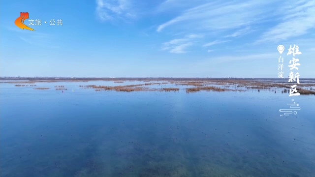 美丽河北慢直播丨淀静水无波，飞鸟自悠然 雄安新区 正午 2025/12/24#这么近，那么美，周末到河北