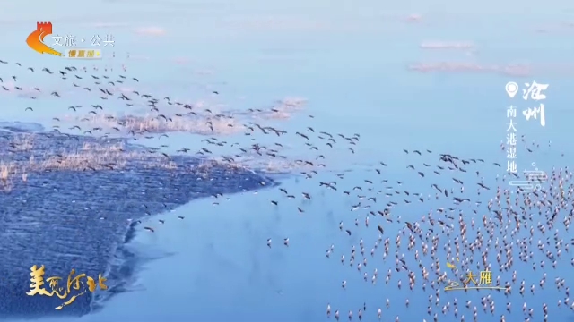 美丽河北见证官宋文峰作品欣赏丨雁群翻飞，尽显南大港蓬勃生机！