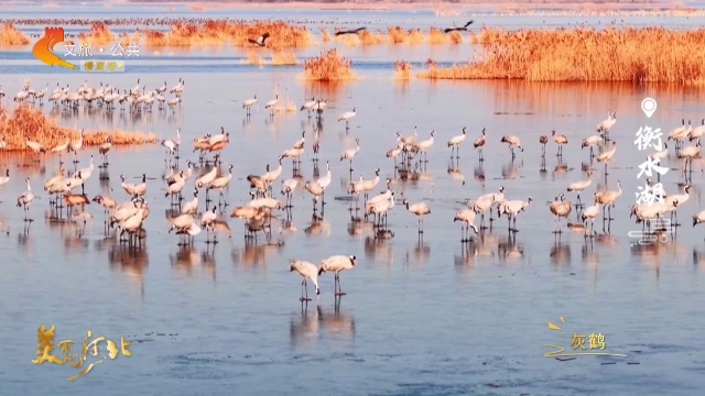 美丽河北见证官李明作品欣赏丨翩翩灰鹤，衡水湖冬日的生态信使！