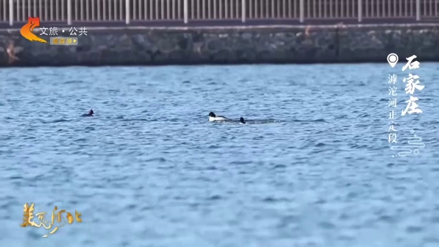 美丽河北慢直播丨出发，去滹沱河正定段，邂逅“冬日精灵” 石家庄 清晨 2026/01/05#这么近，那么美，周末到河北