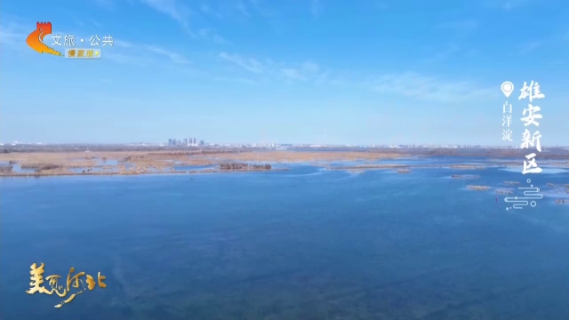 美丽河北慢直播丨这片淀泊，是鸟儿的乐园，也是你的梦中水乡 正午 2026/01/07#这么近，那么美，周末到河北