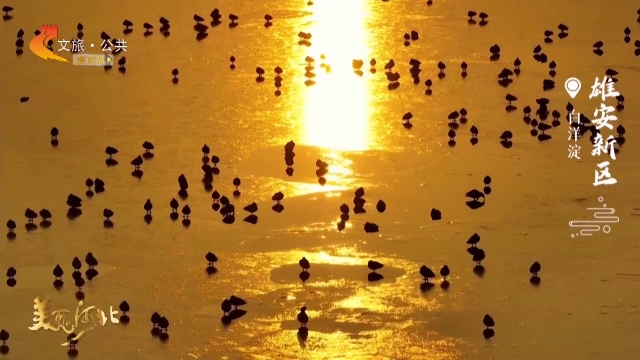 美丽河北慢直播丨白洋淀金辉遍洒鸟云集！雄安新区清晨 2026/01/07 #这么近，那么美，周末到河北