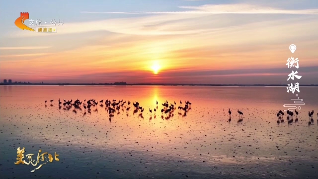 美丽河北见证官周津作品欣赏丨邂逅“莫奈画卷”！衡水湖清晨上演“飞羽织金”生态大片