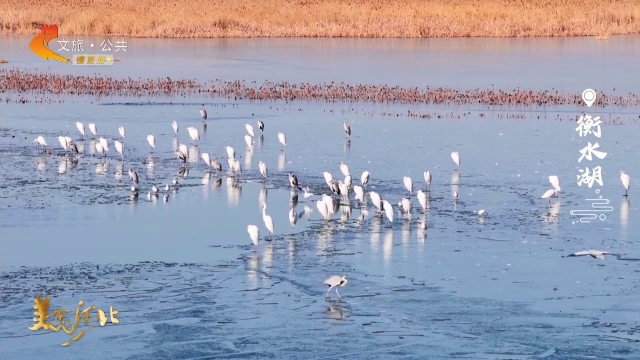 美丽河北见证官周津作品欣赏丨赴一场碧波之约！在衡水湖，看候鸟划出生态涟漪