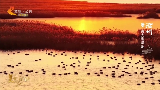 美丽河北见证官宋文峰作品欣赏丨南大港苇荡披金辉，水鸟摇碧波！