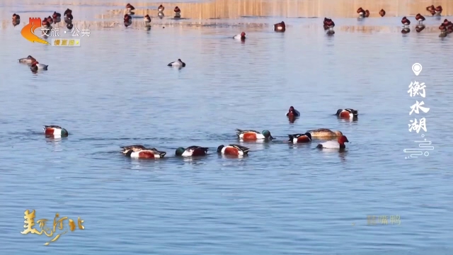 美丽河北见证官周津作品欣赏丨走~去衡水湖看“干饭鸭”琵嘴鸭的吃播秀！
