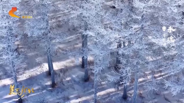 美丽河北慢直播丨自然的笔，画出冬日的诗，塞罕坝变身冰雪仙境~承德 清晨 2026/01/20#这么近，那么美，周末到河北