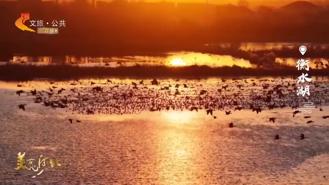 美丽河北见证官李明作品欣赏丨光影大片！当衡水湖披上霓裳，鸟儿纷纷入画来