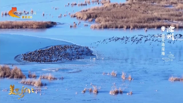 美丽河北见证官宋文峰作品欣赏丨走！去南大港，看海冰晶莹，赏鸟舞蹁跹~