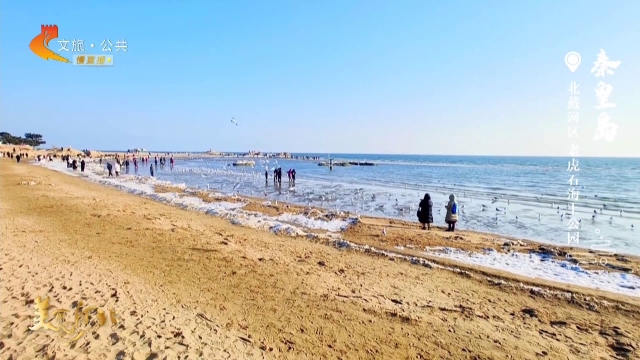 美丽河北慢直播丨速来打卡老虎石海上公园，海鸥群演“海上华尔兹” 秦皇岛 正午 2026/02/03#这么近，那么美，周末到河北