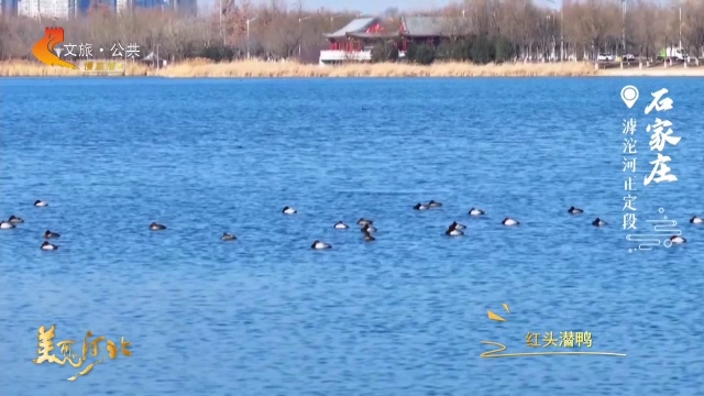美丽河北见证官吴长新作品欣赏丨滹沱摇碧水，飞鸟踏清波！