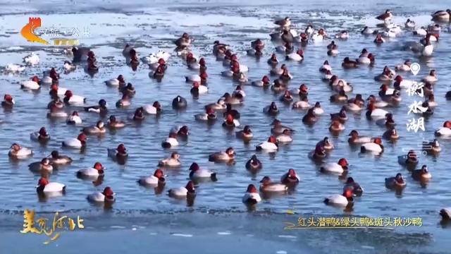 美丽河北见证官李明作品欣赏丨云观衡水湖小萌鸭，超可爱！