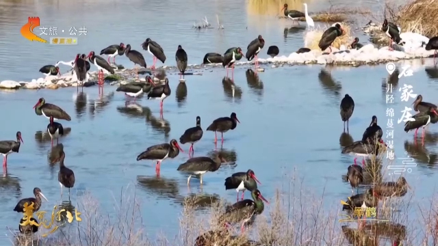 美丽河北慢直播丨黑鹳大批“驻扎”绵蔓河，共赴生态之约！石家庄 正午 2026/02/09 #这么近，那么美，周末到河北