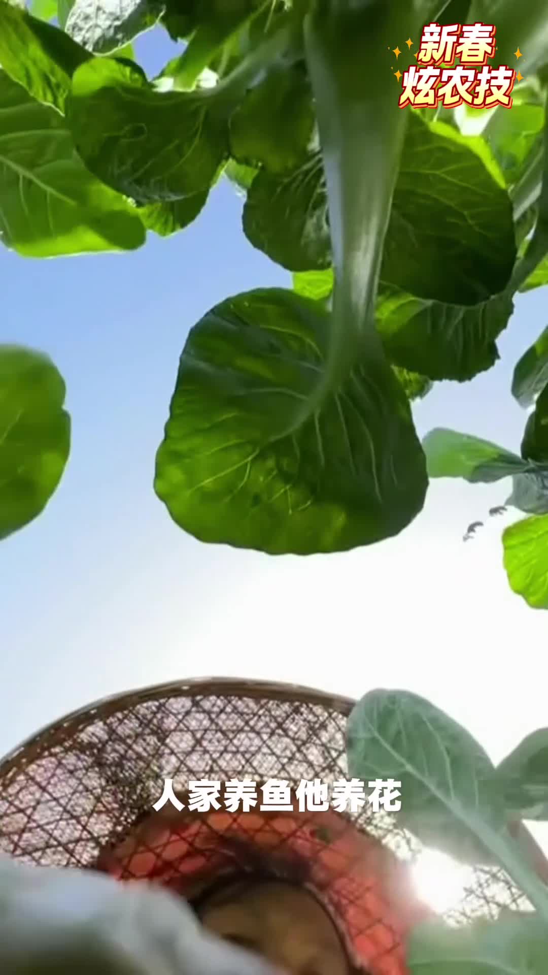 【新春农科炫起来】种出不同 挣出精彩