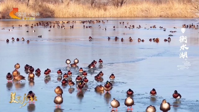 美丽河北见证官周津作品欣赏丨衡水湖琵嘴鸭上演“漩涡”觅食秀！