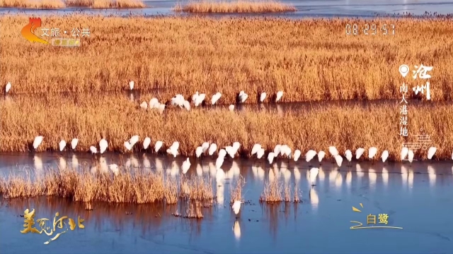美丽河北见证官宋文峰作品欣赏丨南大港风吹芦苇荡，白鹭轻落浅滩旁~