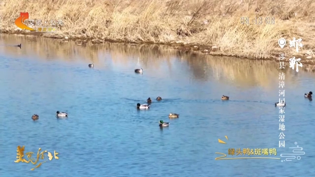 美丽河北慢直播丨清漳河畔晨光柔，水静风轻鸟声悠 邯郸 清晨 2026/02/12#这么近，那么美，周末到河北