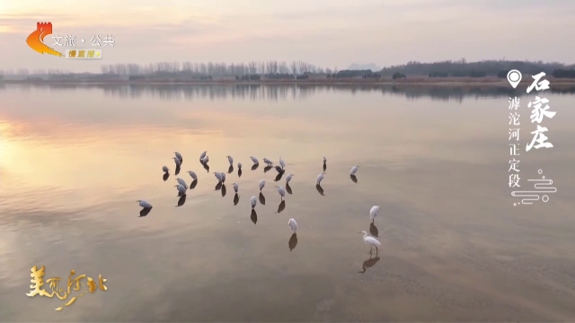 美麗河北見證官郭憲芳作品欣賞丨大美滹沱，鷺影如詩！