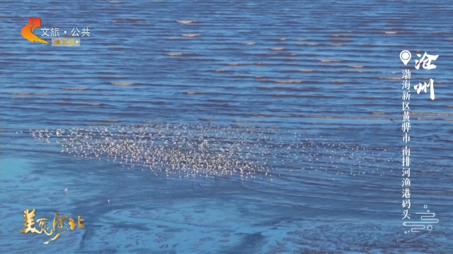 美丽河北见证官宋文峰作品欣赏丨南排河上春来早，候鸟蹁跹生机满目
