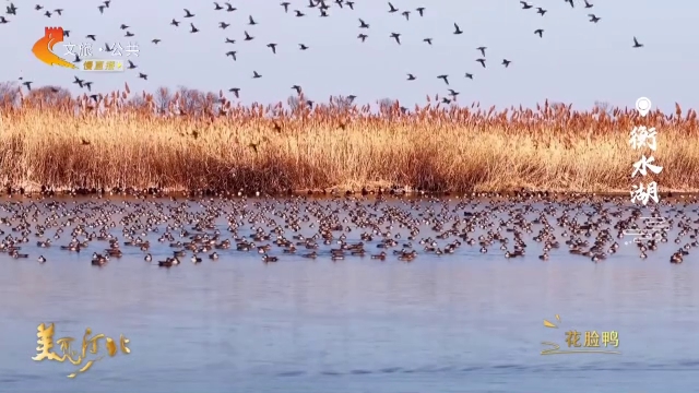 美丽河北见证官李明作品欣赏丨数万只花脸鸭栖息衡水湖，清波逐影，自在悠游~