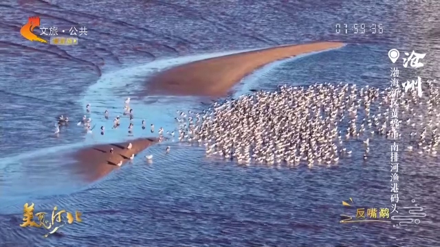 美丽河北见证官宋文峰作品欣赏丨南排河春归水暖，候鸟如约而至~