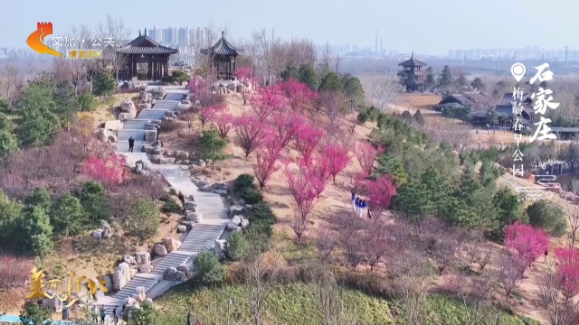 美丽河北慢直播丨寻梅不必远行！梅岭春早公园藏尽早春诗意 正午 2026/02/27#这么近，那么美，周末到河北
