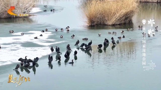 美丽河北慢直播丨春雪轻覆永年洼，鸟鸣声声舞翩跹 邯郸 正午 2026/03/02#这么近，那么美，周末到河北