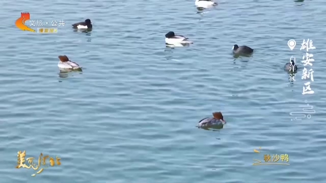 美丽河北慢直播丨白洋淀秋沙鸭踏春戏水！雄安新区 正午 2026/03/04 #这么近，那么美，周末到河北
