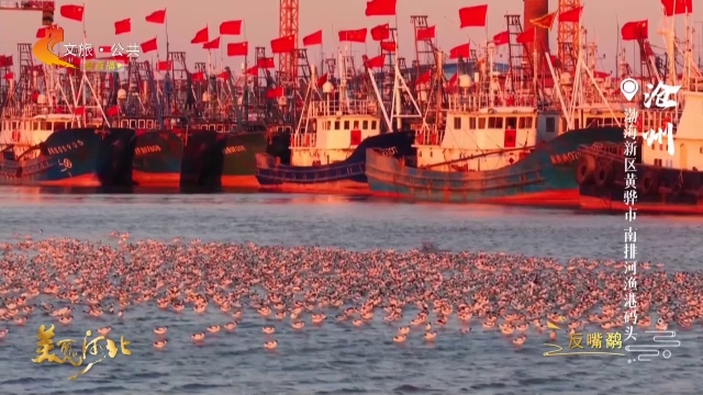 美丽河北见证官宋文峰作品欣赏丨南排河渔港码头水鸟与渔船共享晨光！