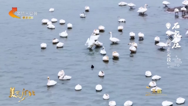 美丽河北慢直播丨滹沱河正定段天鹅送春归~石家庄 清晨 2026/03/08 #这么近，那么美，周末到河北