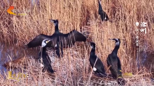 美丽河北见证官宋文峰作品欣赏丨快看！鸟儿在南大港湿地忙孵化，生机满满~
