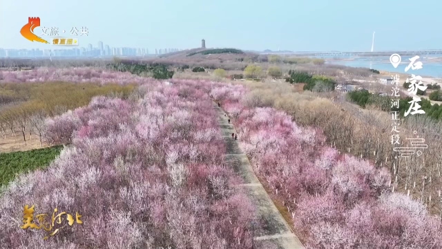 美丽河北见证官郭宪芳作品欣赏丨滹沱河正定段花开成海，满目浪漫！