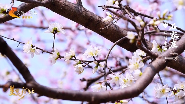 美丽河北见证官吴长新作品欣赏丨花开了，春来了，环城水系等你来打卡