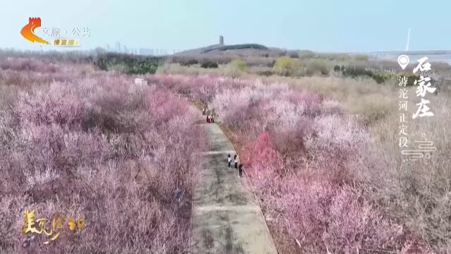 美丽河北见证官郭宪芳作品欣赏丨来滹沱河正定段寻春赏花啦~