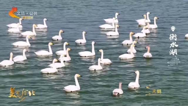 美丽河北见证官李明作品欣赏丨衡水湖春水温柔，天鹅踏波~