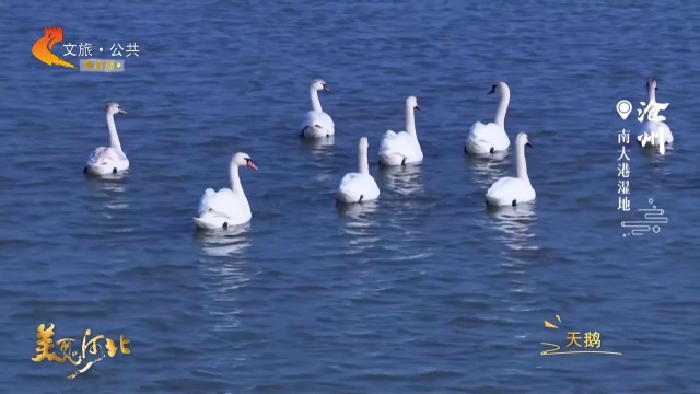 美丽河北见证官宋文峰作品欣赏丨南大港湿地春水暖，候鸟还！