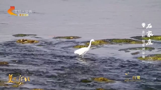 美丽河北见证官吴长新作品欣赏丨水秀绵蔓河，鸟舞湿地春