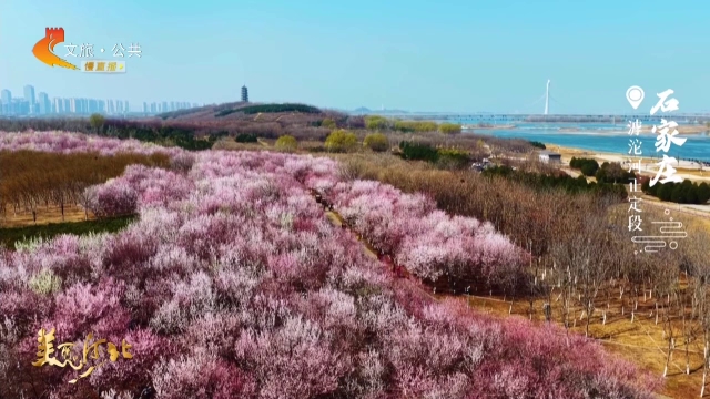美丽河北慢直播丨春天在哪里？滹沱河正定段繁花似锦春正美~石家庄 清晨 2026/03/14 #这么近，那么美，周末到河北