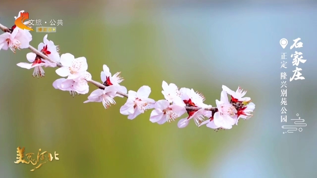 美丽河北见证官于志高作品欣赏丨隆兴别苑公园花开春意闹，风拂满园香