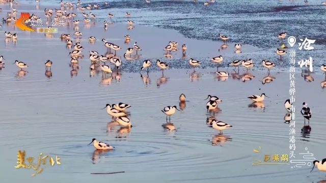 美丽河北见证官宋文峰作品欣赏丨南排河渔港码头万鸟轻鸣沐晨光~