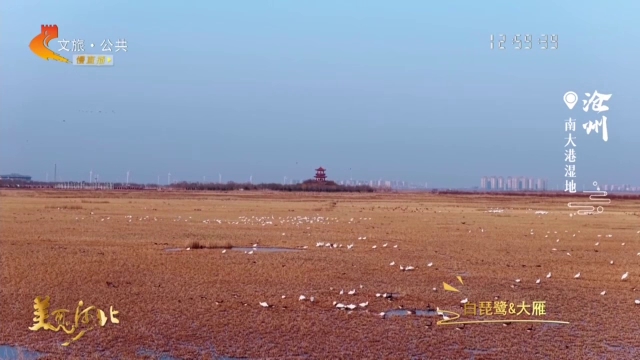 美丽河北见证官宋文峰作品欣赏丨南大港湿地藏“贵客”！飞羽精灵组团来“打卡”