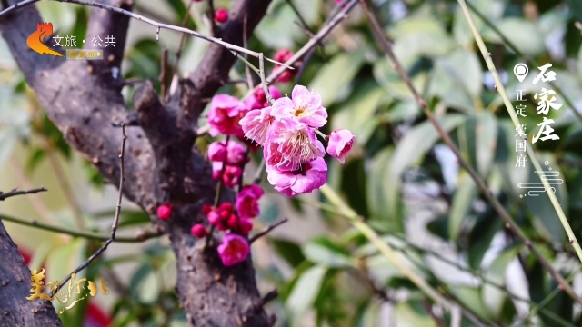 美丽河北见证官吴长新作品欣赏丨荣国府春色渐入佳境~