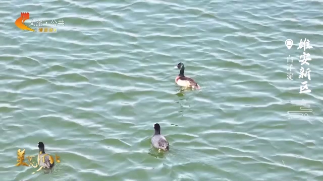 美丽河北慢直播丨云游白洋淀，捕捉水鸟嬉戏的灵动 雄安新区 清晨 2026/03/18#这么近，那么美，周末到河北