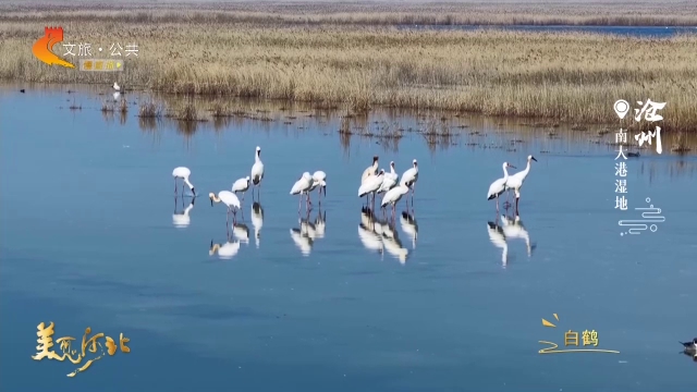 美丽河北见证官宋文峰作品欣赏丨好美！白鹤翩跹而至南大港湿地，每一帧都是壁纸