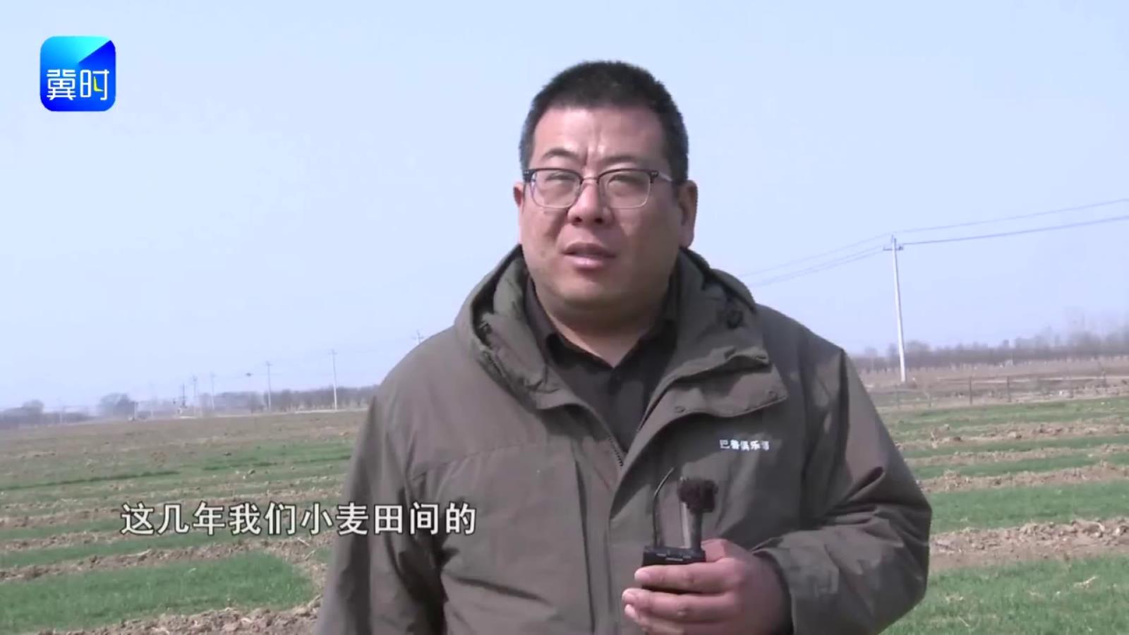 【专家在线】为啥你家小麦白穗多？防晚了等于白忙！